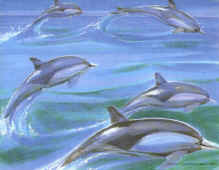 5DO dolphins.jpg (26140 bytes)