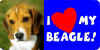 beagle.jpg (9386 bytes)