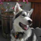 Dewey Tile2.jpg (1082053 bytes)