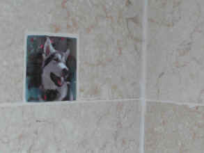 shower 2.JPG (233378 bytes)