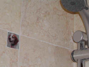 shower 3.JPG (255303 bytes)
